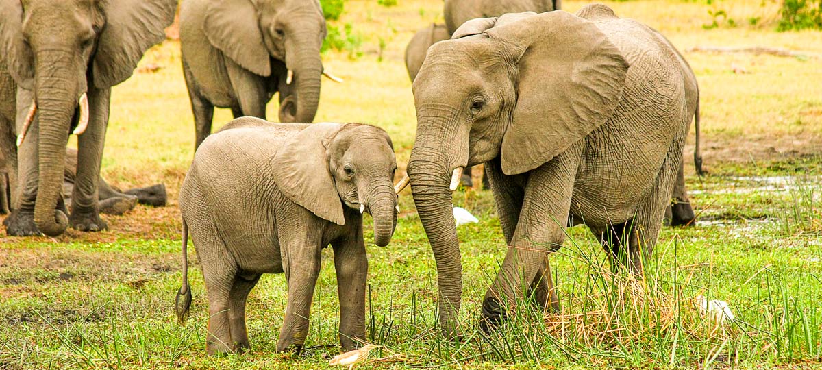 Elefantenmist als Dünger für den Garten